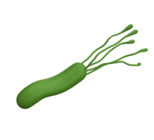 Helicobacter pylori bacteria 3d render realistic medicine icon for logo isolated with transparent png. Microbiology health human illustration png