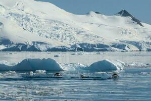 adelie pingüino marsopa,paraiso bahía , antártico península, antártida.. foto