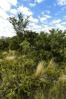 Calden forest landscape, La Pampa province, Patagonia, Argentina. photo