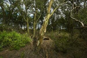 Calden forest landscape, Geoffraea decorticans plants, La Pampa province, Patagonia, Argentina. photo