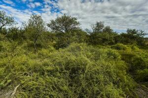 Calden forest landscape, La Pampa province, Patagonia, Argentina. photo