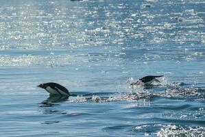 Adelie penguin porpoising,Paradise bay , Antarctic peninsula, Antartica.. photo