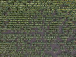 Sunflower cultivation, Aerial view, in pampas region, Argentina photo