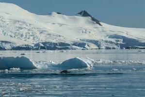 adelie pingüino marsopa,paraiso bahía , antártico península, antártida.. foto