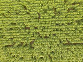 Sunflower cultivation, Aerial view, in pampas region, Argentina photo