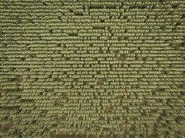 Sunflower cultivation, Aerial view, in pampas region, Argentina photo