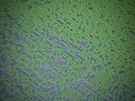 Sunflower cultivation, Aerial view, in pampas region, Argentina photo