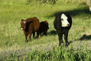 vacas levantamiento con natural pastos en pampa campo, la pampa provincia, patagonia, argentina. foto