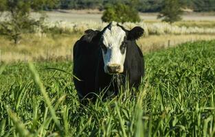 Cattle raising  with natural pastures in Pampas countryside, La Pampa Province,Patagonia, Argentina. photo