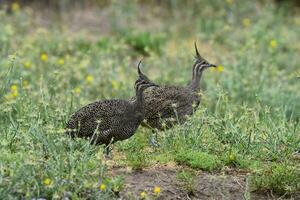 Elegant crested tinamou, Eudromia elegans, Pampas grassland environment, La Pampa province, Patagonia, Argentina. photo