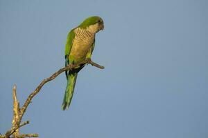 Parakeet perched on a branch of Calden , La Pampa, Patagonia, Argentina photo