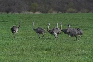 Greater Rhea, Rhea americana, in Pampas coutryside environment, La Pampa province, ,Brazil. photo