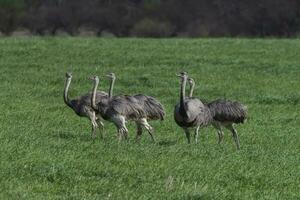 Greater Rhea, Rhea americana, in Pampas coutryside environment, La Pampa province, ,Brazil. photo