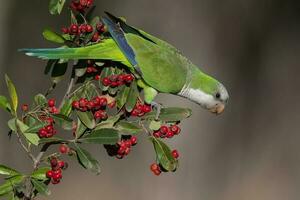 Parakeet perched on a bush with red berries , La Pampa, Patagonia, Argentina photo