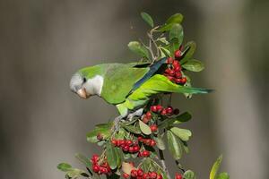 Parakeet perched on a bush with red berries , La Pampa, Patagonia, Argentina photo