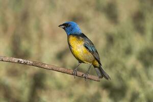Blue and yellow tanager perched, La Pampa province, Patagonia, Argentina. photo