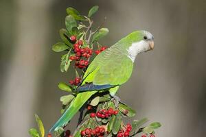 Parakeet perched on a bush with red berries , La Pampa, Patagonia, Argentina photo