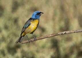 Blue and yellow tanager perched, La Pampa province, Patagonia, Argentina. photo