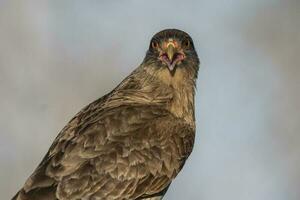 caracara chimango retrato , la pampa provincia, Patagonia , argentina foto