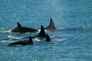 orca caza mar leones en el orilla ,península Valdés, Patagonia, argentina. foto