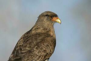 caracara chimango retrato , la pampa provincia, Patagonia , argentina foto