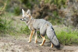 Pampas Grey fox in Pampas grass environment, La Pampa province, Patagonia, Argentina. photo