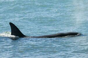 Killer whale breathing on the surface, Peninsula Valdes. Peninsula Valdes, Patagonia, Argentina photo