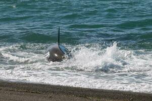 Orca hunting sea lions in the shoreline ,Peninsula Valdes, Patagonia, Argentina. photo