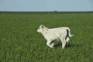 blanco shorthorn becerro , en argentino campo, la pampa provincia, Patagonia, argentina. foto