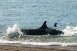 Orca patrolling the shoreline, Peninsula Valdes, Patagonia, Argentina. photo