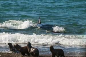 Orca hunting sea lions in the shoreline ,Peninsula Valdes, Patagonia, Argentina. photo