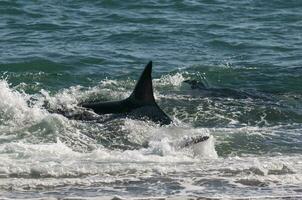 Orca hunting sea lions in the shoreline ,Peninsula Valdes, Patagonia, Argentina. photo