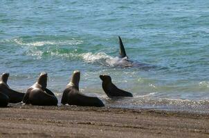 Orca patrolling the shoreline with a group of sea lions in the foreground, Peninsula Valdes, Patagonia, Argentina. photo