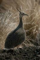 Elegant crested tinamou, Eudromia elegans, Pampas grassland environment, La Pampa province, Patagonia, Argentina. photo