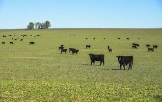 vacas levantamiento con natural pastos en pampa campo, la pampa provincia, patagonia, argentina. foto