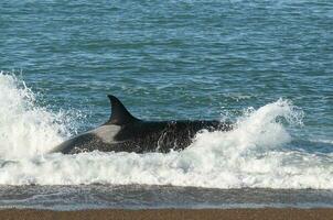 asesino ballena, orca, caza un mar leones , península Valdés, Patagonia argentina foto