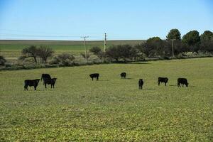 vacas levantamiento con natural pastos en pampa campo, la pampa provincia, patagonia, argentina. foto