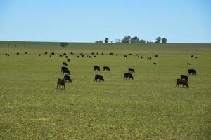 vacas levantamiento con natural pastos en pampa campo, la pampa provincia, patagonia, argentina. foto