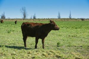 vacas levantamiento con natural pastos en pampa campo, la pampa provincia, patagonia, argentina. foto