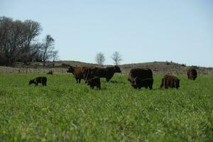 Cattle raising  with natural pastures in Pampas countryside, La Pampa Province,Patagonia, Argentina. photo