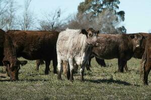 Cattle raising  with natural pastures in Pampas countryside, La Pampa Province,Patagonia, Argentina. photo