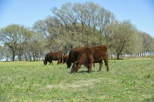 Cattle raising  with natural pastures in Pampas countryside, La Pampa Province,Patagonia, Argentina. photo