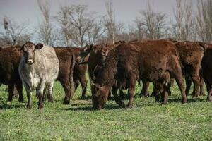 vacas levantamiento con natural pastos en pampa campo, la pampa provincia, patagonia, argentina. foto