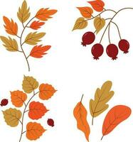 Autumn Leaves. Collection of colorful falling autumn leaves isolated on white background. Vector illustration.