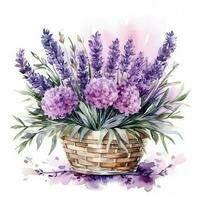 Watercolor lavender flower bouquet isolated photo