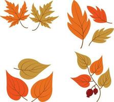 Autumn Leaves. Collection of colorful falling autumn leaves isolated on white background. Vector illustration.