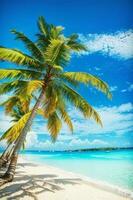 beautiful beach with palm trees and sun illustration photo
