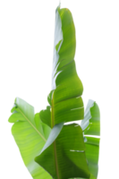 Banane Blatt von Banane Baum png