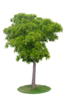 Tropical tree isolated on no background with clipping path for garden design. png