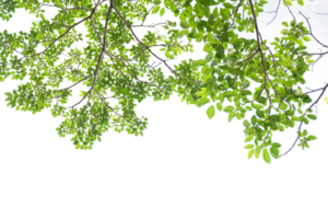 green leaves on a tree branch with a transparent background png